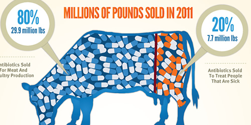 Infographic for meat production in the US